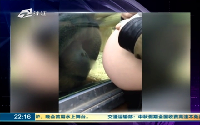 有爱！  动物园大猩猩隔玻璃墙抚摸亲吻孕妇肚子