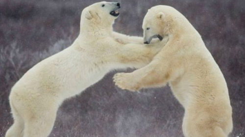 一头成年北极熊重约八百公斤，主要进食海豹。俄媒称，科学家早已用尽吓退北极熊的闪光弹，被困十多天终于得到救援物资和补充闪光弹。
