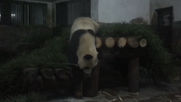 图文直播:杭州动物园熊猫馆新