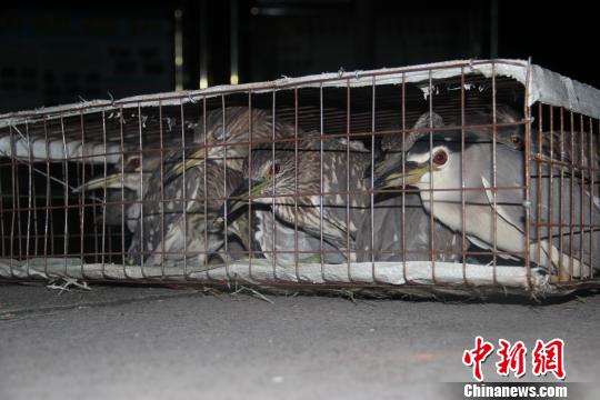 广西边防查获312只重点保护动物野生夜鹭