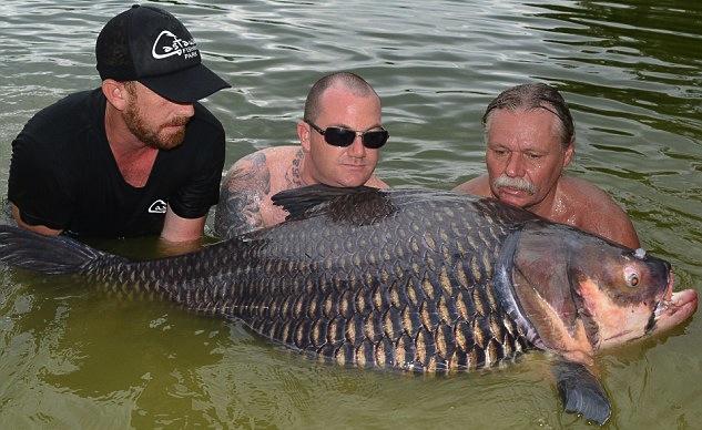 英国游客在泰国钓起200斤大鲤鱼（组图）【2】