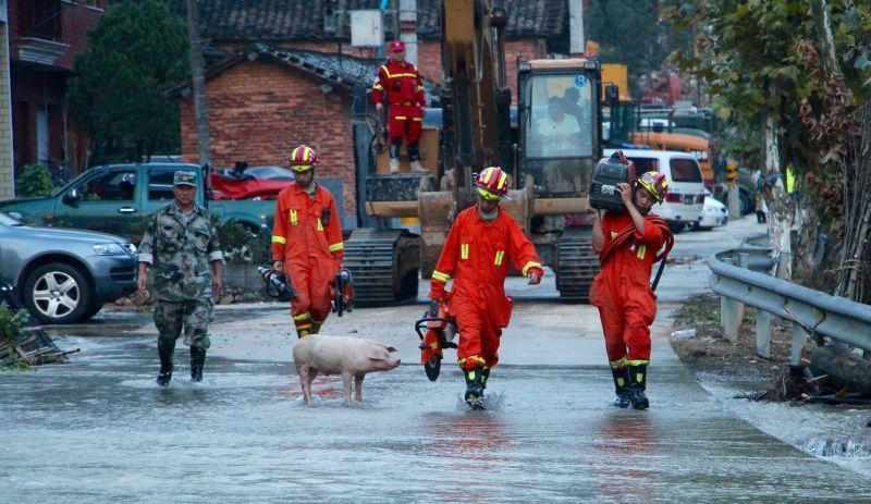 浙江遂昌滑坡现场：小猪为救援人员