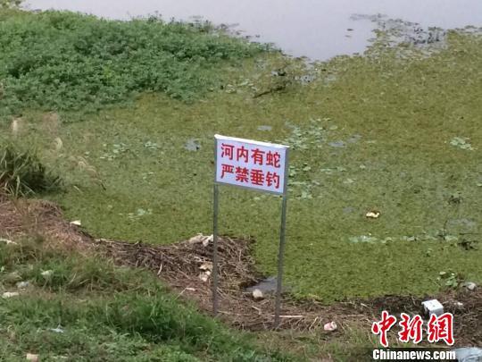 一个月前，200多条眼镜蛇幼蛇从南京北郊六合区一养殖场大逃亡，事发已有1个多月。　李珂 摄