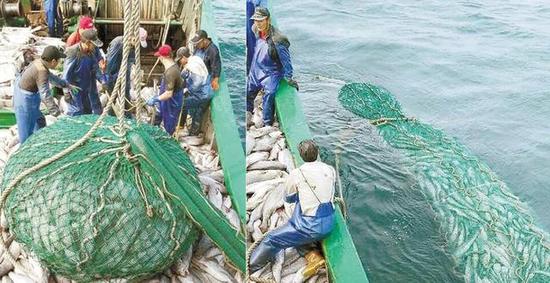 渔民一网打上6万斤鱼