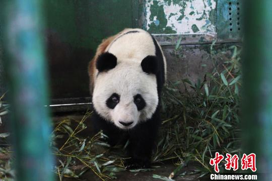 兰州动物园受伤大熊猫伤口已愈合结痂（图）