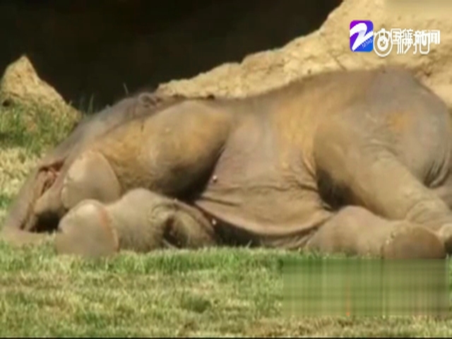 小象倒地不起让人忧心 没想到竟是睡着了