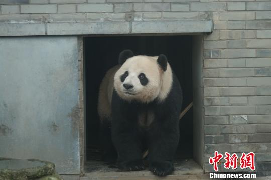大熊猫“奥运”“韵韵”神农架安“新家”（图）