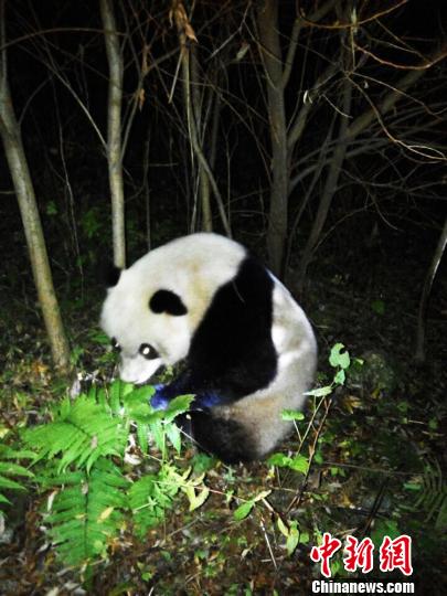 四川野生大熊猫误入水电站落水经成功救援后重返大自然