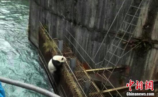 大熊猫穿越四川水电站不慎落水 林业局：滚滚会游泳