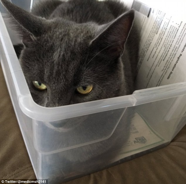 宠物猫纸盒中打盹儿呆萌照片走红 引起大量网友共鸣