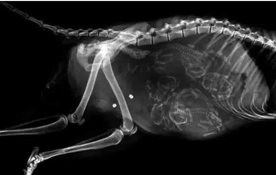 17种怀孕动物x光照片,大开眼界