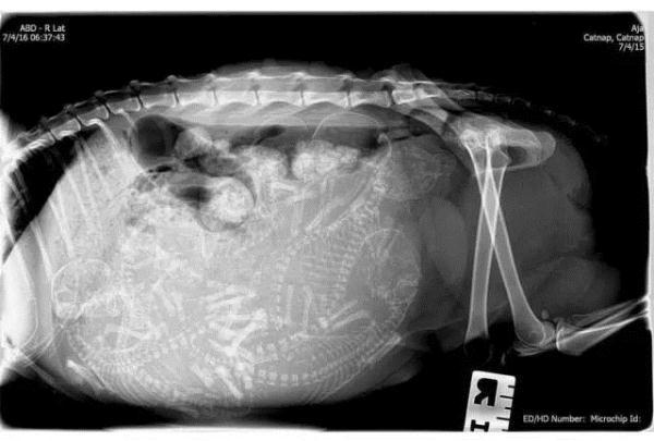 当怀孕动物也拍x光照:满肚子生命令人大开眼界