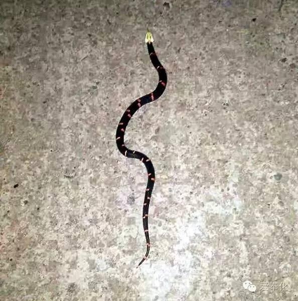 宁波市民公路上发现白头蝰 此蛇号称中国第一毒蛇