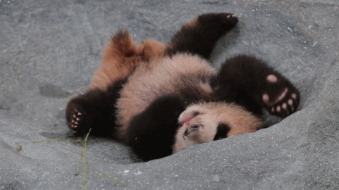 2016-12-07 15:47:30 生命在于运动,上海野生动物园里的大熊猫