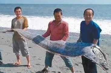 奉化渔民捕获近2米长东海大带鱼 2800元卖掉!