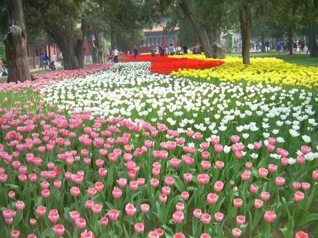 这些都是小编在网上找到的"2017海宁大型迎春花卉艺术节"的宣传语和
