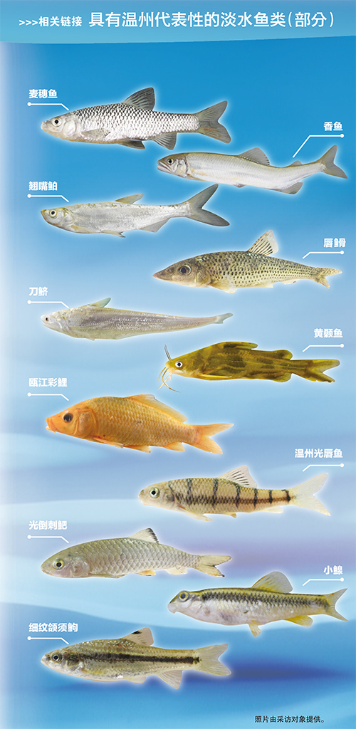该站已收录86种温州土著淡水鱼,其中90%以上的种类没有人工育苗,在