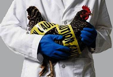 台湾宣布家禽禁宰禁运7天 以控制禽流感疫情