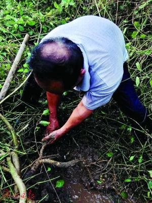 老人攻略采药50多年悬崖峭壁上"荡秋千"协和附近住宿深山图片