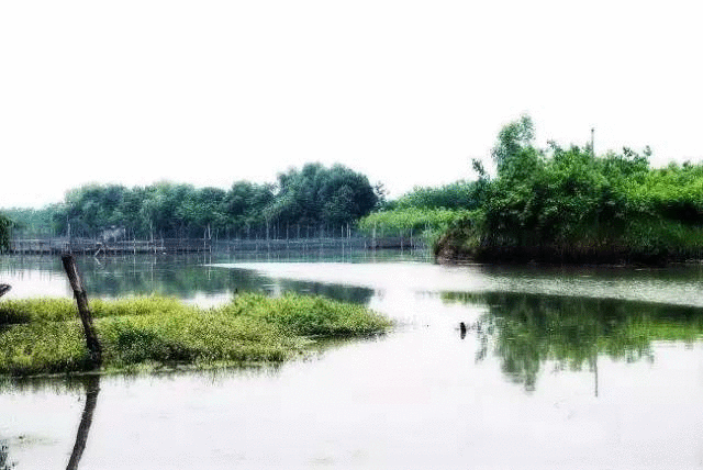 嘉兴市桐乡白荡漾湿地
