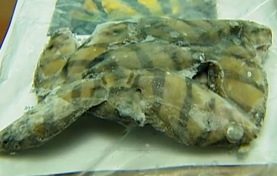 气愤!46万买泰国虎鱼 结果收到的却是泰北虎