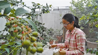 宁波培育出适宜盆栽的蓝莓品种 可以种在自家