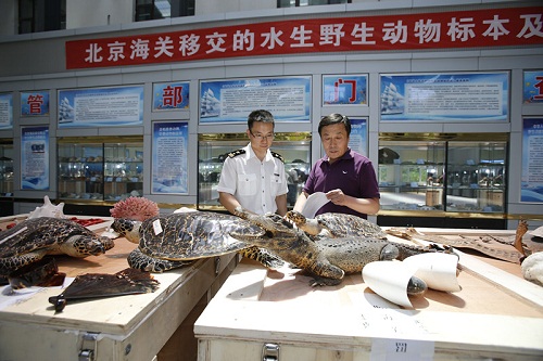 北京海关向北京市农业局水生野生动植物救护中心移交罚没濒危水生动物