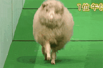 日本人特地搞了场比赛!