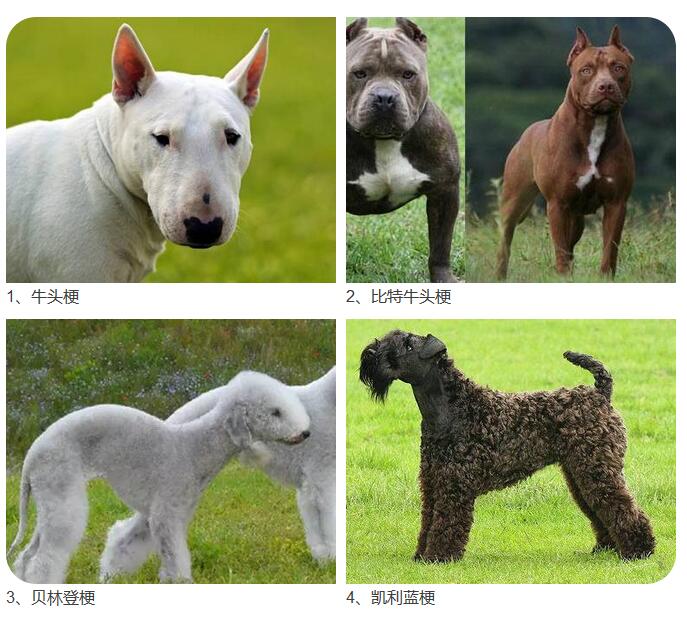 宁波公安发布28种烈性犬禁止饲养 中华田园犬也在其中