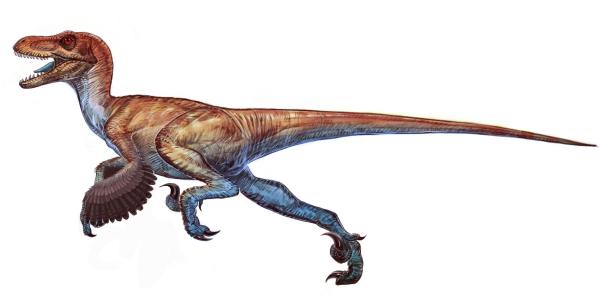 中外学者在伊朗发现《侏罗纪公园》中的恐爪龙:长一米