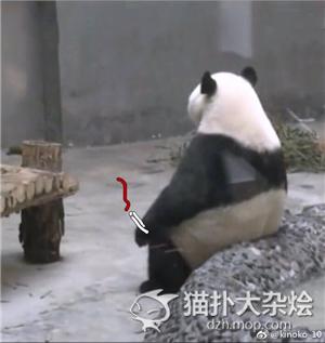 大熊猫贝贝热到怀疑人生?它只是单纯的懒