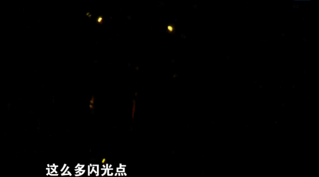 寻找萤火虫:金华磐安——尖山栗岭发现萤火虫栖息地