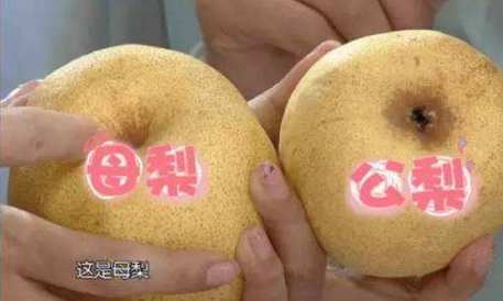 梨还分"公,母",哪个更甜,怎么挑你都知道吗?