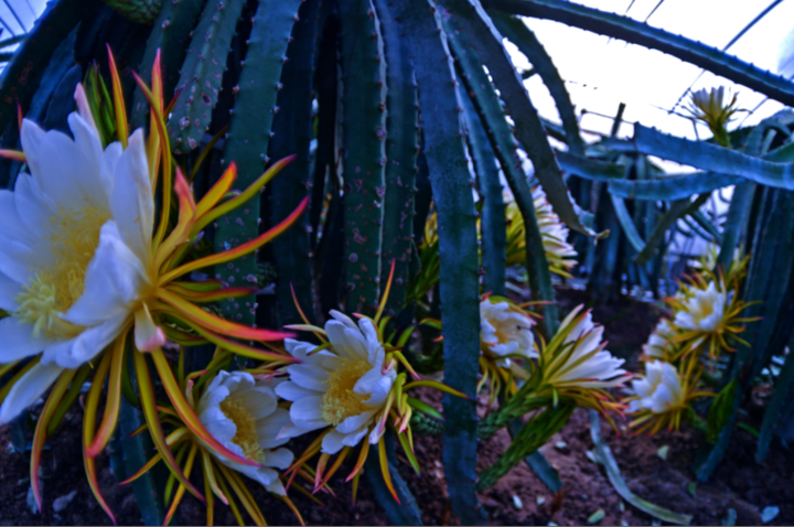 火龙果开花昙花一现 花农连夜授粉