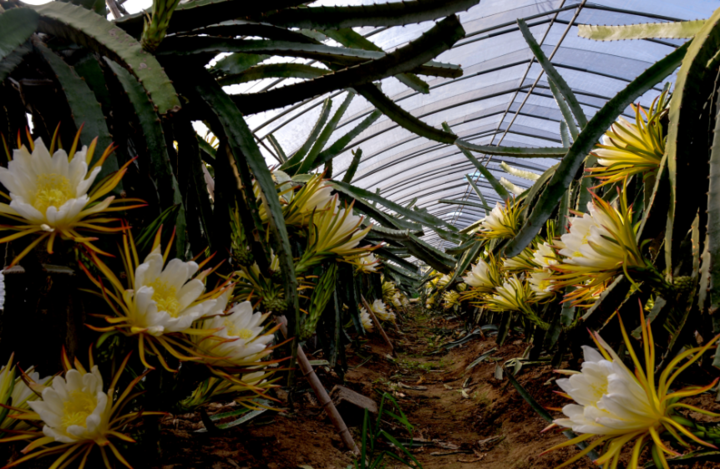 火龙果开花昙花一现 花农连夜授粉
