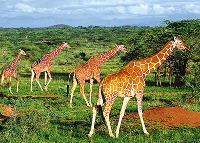 南北半球季节相反 躲避高温去非洲寻清凉