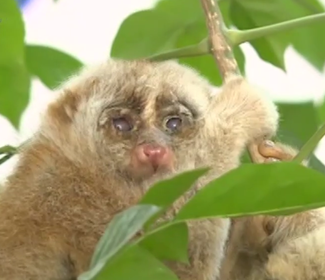 好心市民捡到蜂猴 竟然是国家一级保护动物!