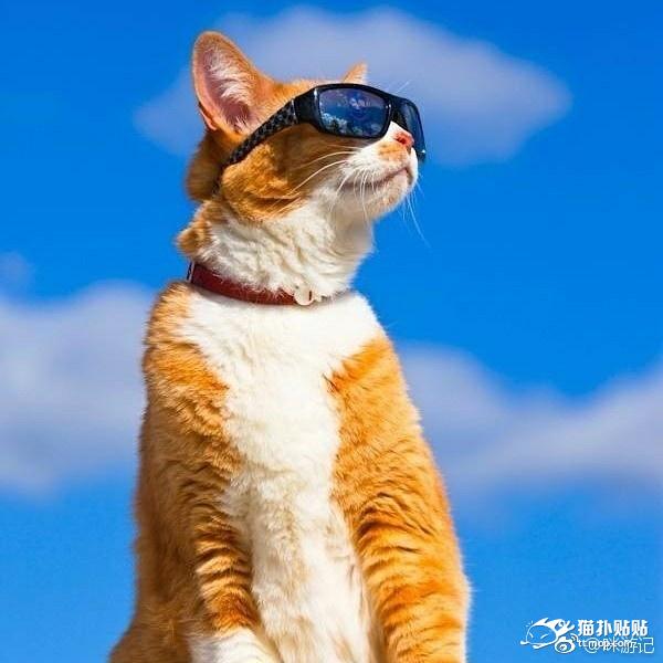 ins上的一只网红猫,奴到处旅行到处吃_新蓝网