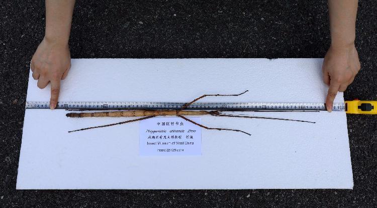 中国发现世界最长昆虫巨型竹节虫 获吉尼斯认