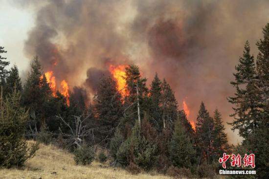 今年前8月全国共发生森林火灾2841起