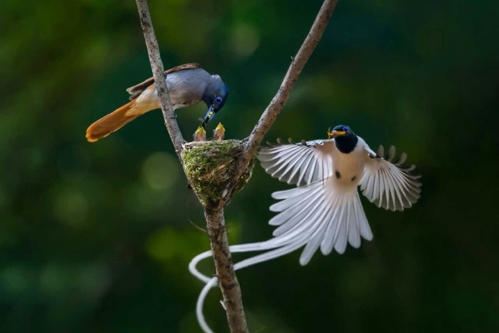 义乌市中心“百鸟争鸣”庆双节_新蓝网