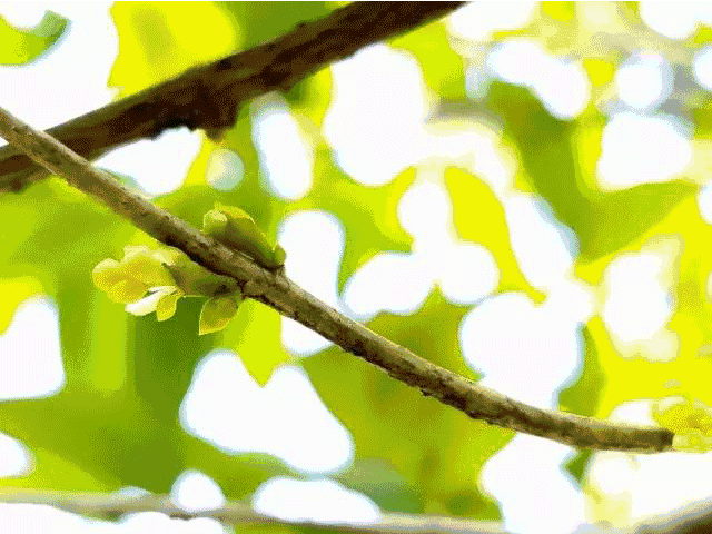 一点红怎么用 72bad373e4a2e4c83dbe2e09abe68e9c.gif