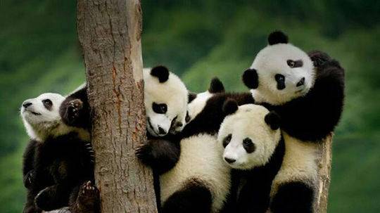 全球圈养熊猫数量