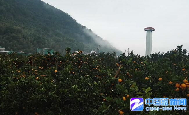 全国柑橘专家齐聚台州黄岩 为黄岩柑橘产业发