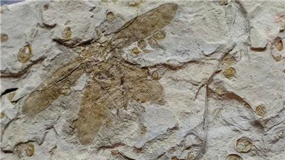 浙江经视·YY直播第二期整档回放