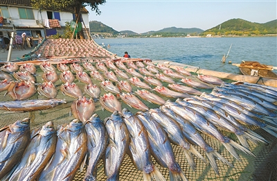 宁波东钱湖:鱼鲞飘香