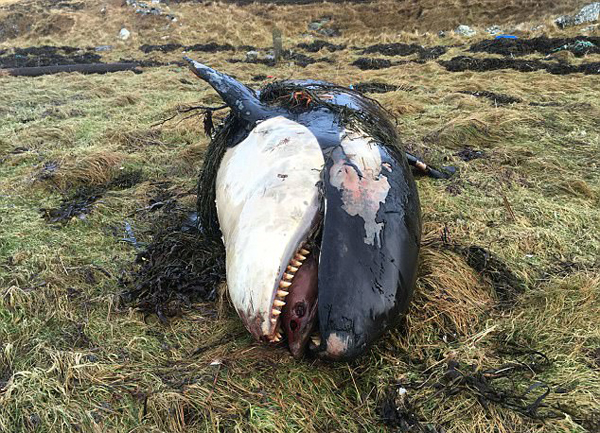 苏格兰海岸惊现虎鲸幼崽尸体 疑被飓风卷上岸