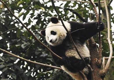 大熊猫国家公园征集形象标识 入选标识将获十