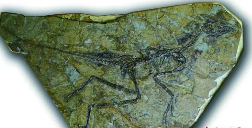 中国发现1.61亿年前 彩虹恐龙 :羽毛绚丽如蜂鸟