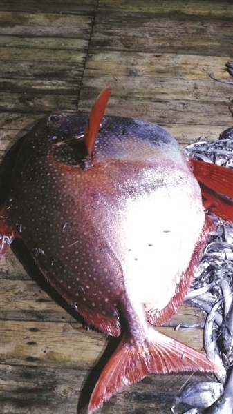 捞起这条200斤的红色大鱼 浙江老渔民都傻眼了